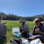Students sampling nectar in a High Sierra meadow